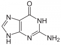 Guanine1.png
